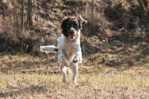 Cane cacciatore, ecco come addestrarlo