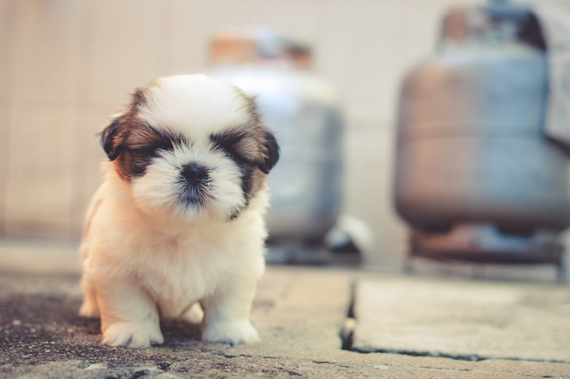 Cucciolo in arrivo, ecco come prepararsi