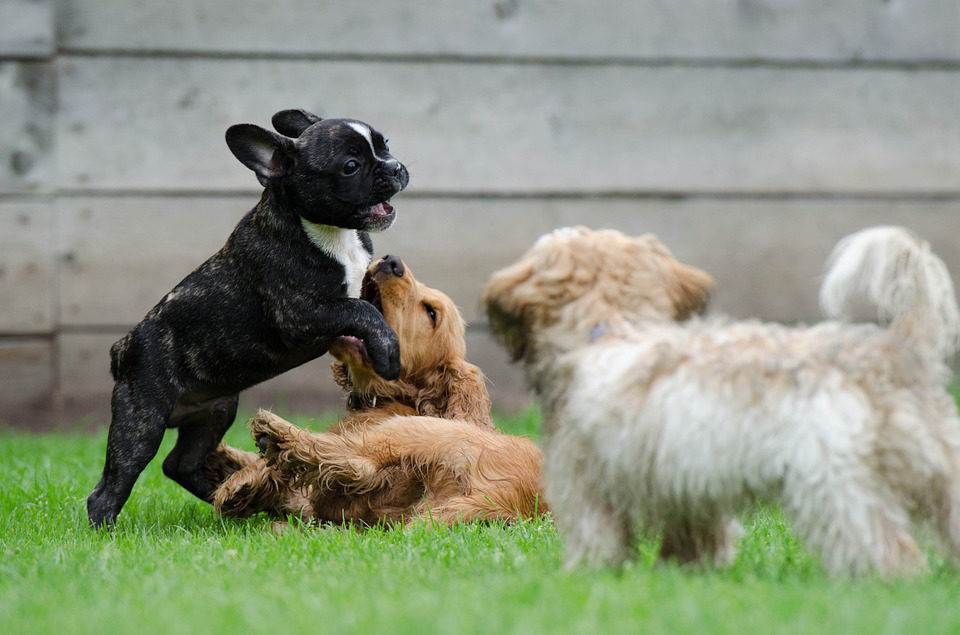 Socializzazione cucciolo di cane, come fare