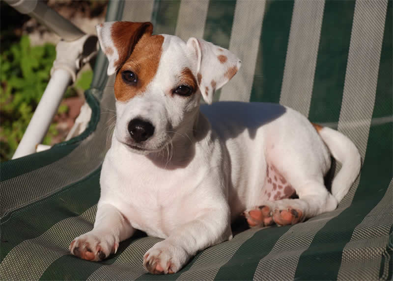 Gli errori da non commettere nell'educare un cane