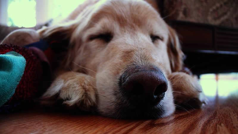Quanto tempo deve dormire un cane?
