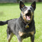 Rabbia nel cane: sintomi, cura e prevenzione
