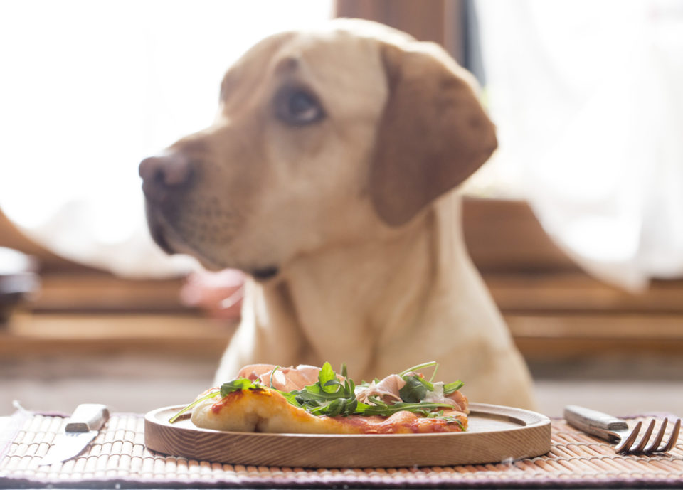 Cosa fare se il tuo cane non mangia?