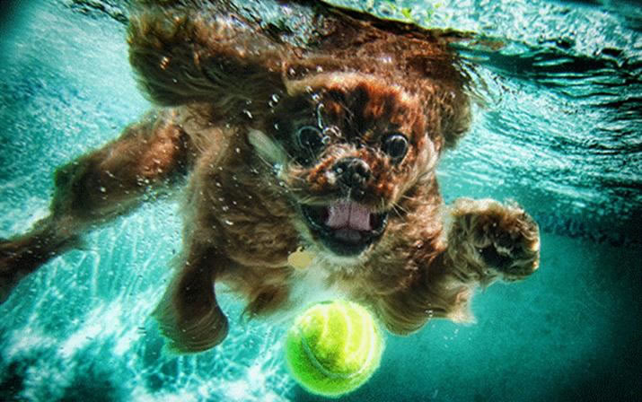 Insegnare cane a nuotare