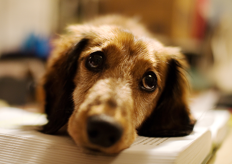 Micosi nel cane: sintomi, prevenzione e rimedi