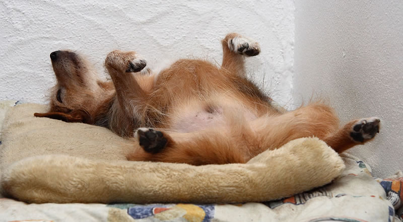 Perchè i cani dormono a pancia in su?