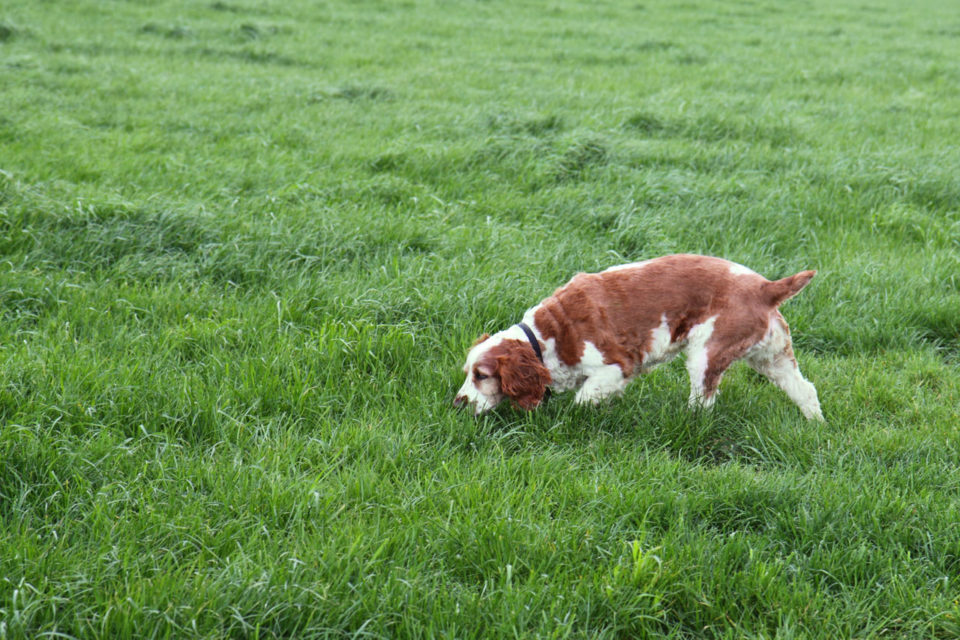 Addestrare cane da tartufo