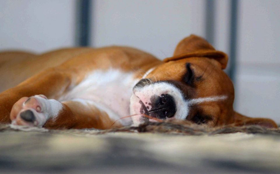 Posizioni del cane durante il sonno