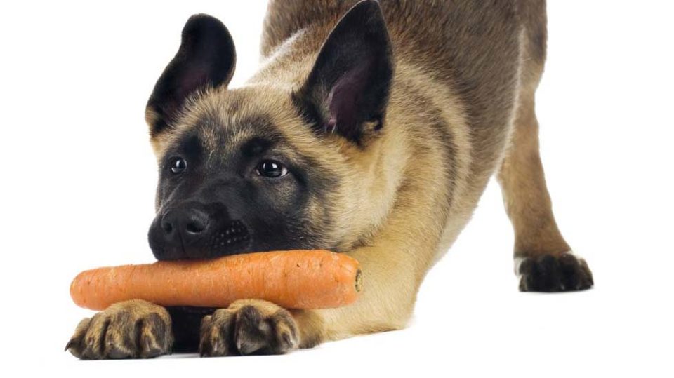Dieta VEG per il cane: in cosa consiste?