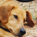 Come curare una ferita comune nel cane