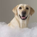 Igiene del cane: le regole del bagnetto