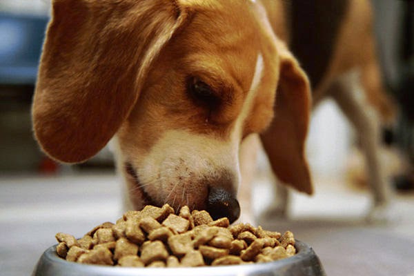 Alimentazione del cane adulto