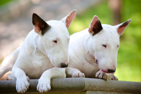 Bull Terrier