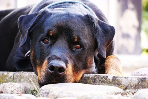 Cane Razza Rottweiler