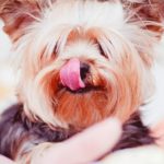Dermatite nei cani: l’alimentazione consigliata