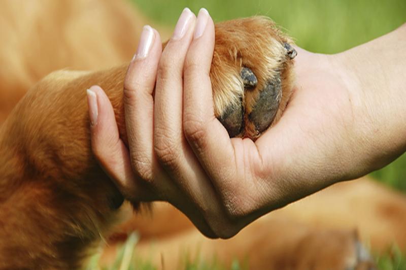 Il cane che dà la zampa