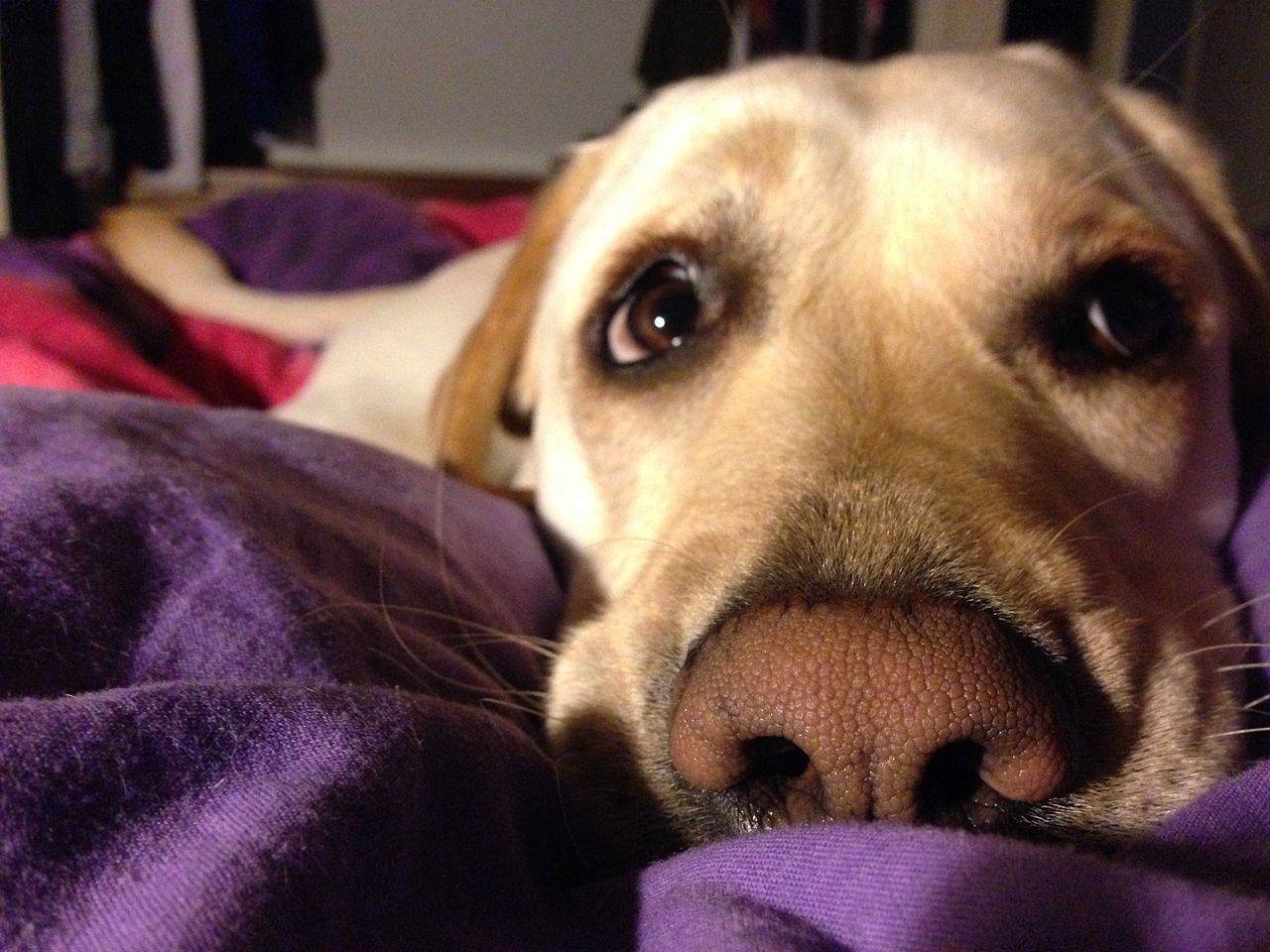 Perchè il cane si intrufola sotto le coperte?