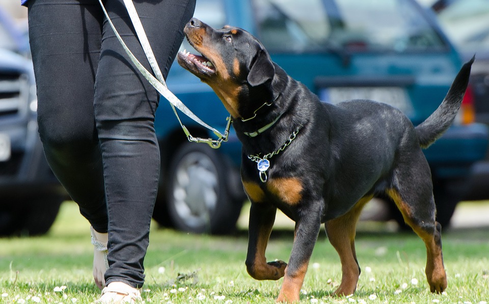 Premiare un cane per addestrarlo