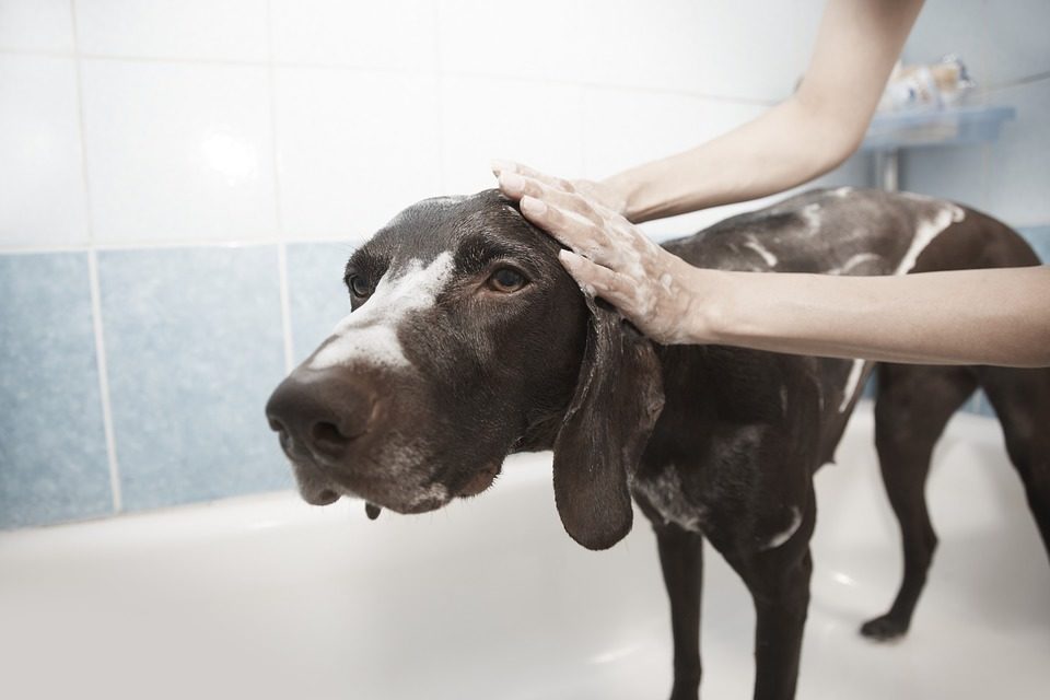 Ecco come lavare il cane in casa
