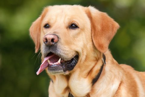 Labrador Retriver