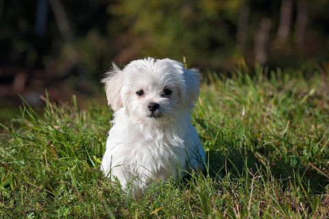 Il cane Maltese