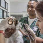 Professioni cane: Il Veterinario