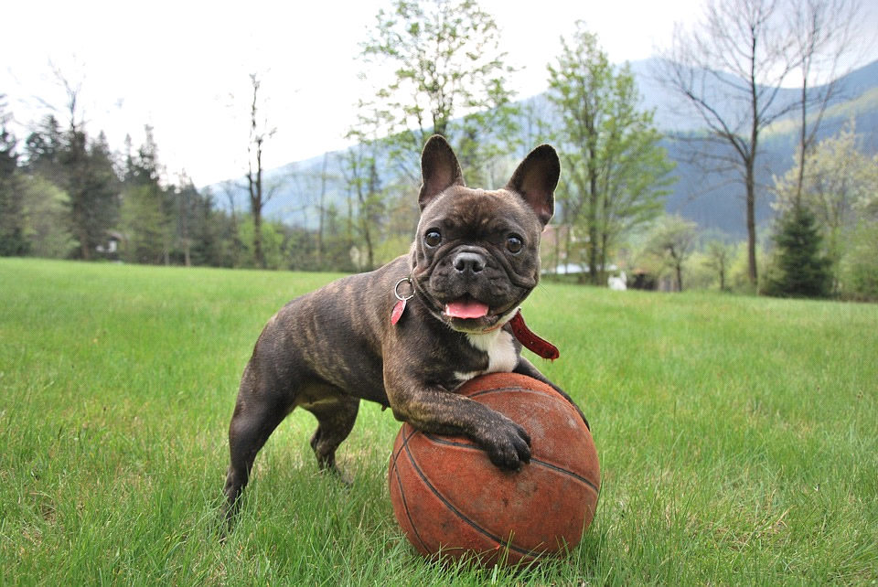 Bouledogue Francese