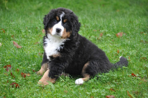 Bovaro del Bernese