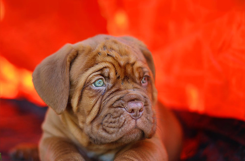 Dogue de Bordeaux