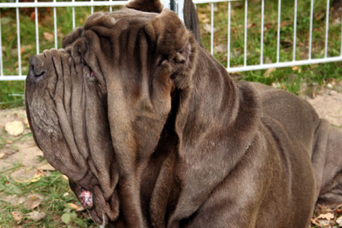 Mastino Napoletano