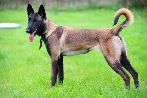 Pastore Belga Malinois