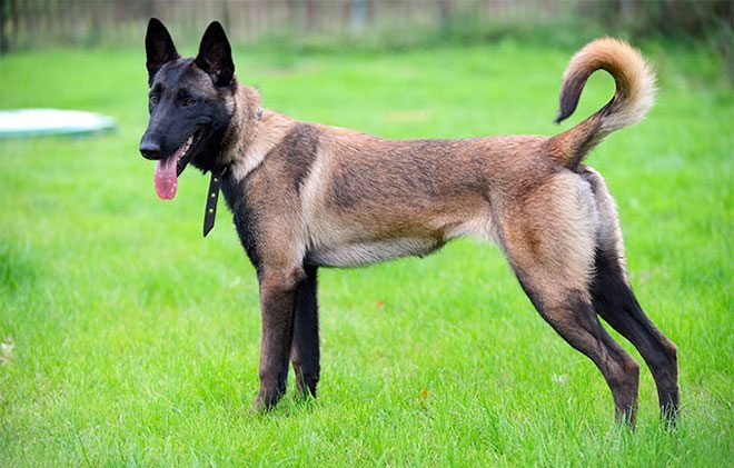 Pastore Belga Malinois