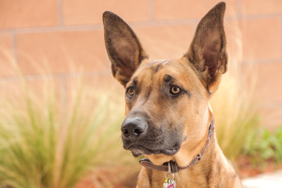 Pastore Belga Malinois