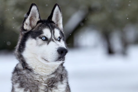 Siberian Husky