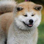 Akita: Razza del Cane con scheda descrittiva, carattere, allevamento