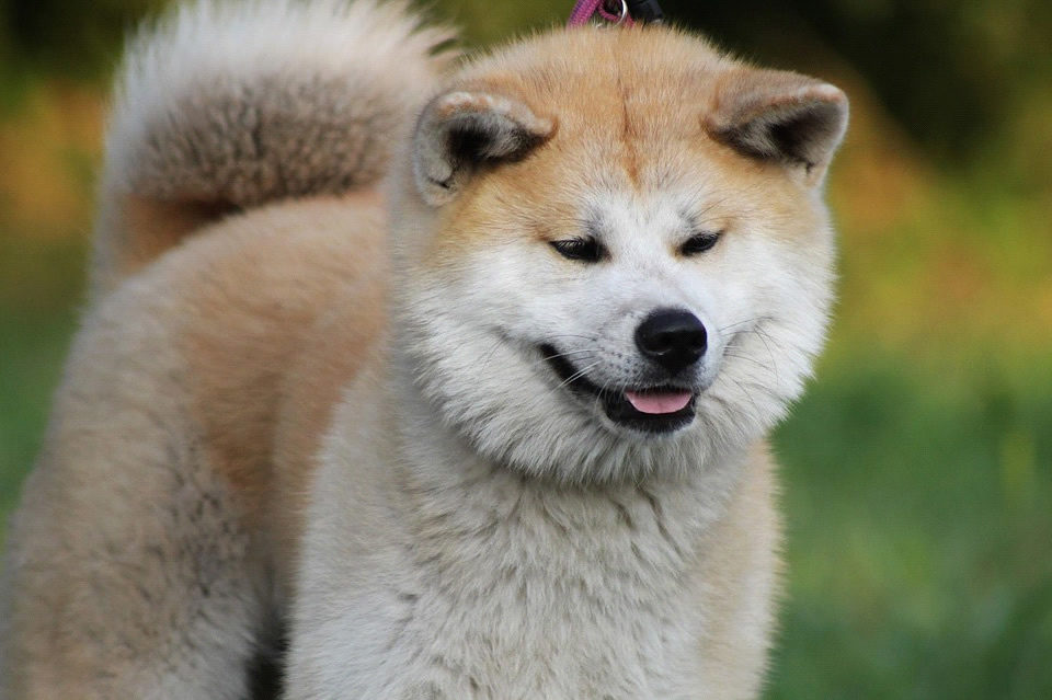 Akita: Razza del Cane con scheda descrittiva, carattere, allevamento