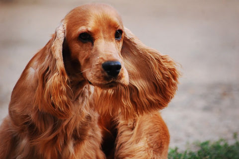 Cocker Spaniel: Razza del Cane con scheda descrittiva, carattere, allevamento