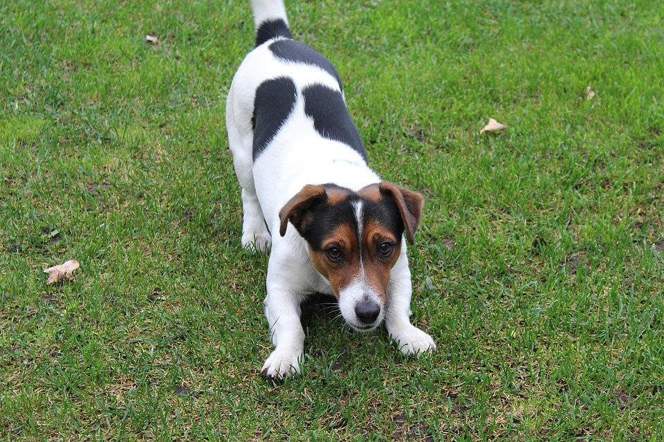 Jack Russell Terrier: Razza del Cane con scheda descrittiva, carattere, allevamento