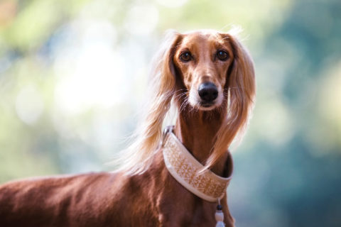 Saluki