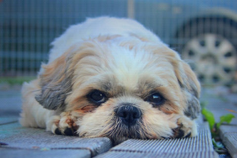 Shih tzu