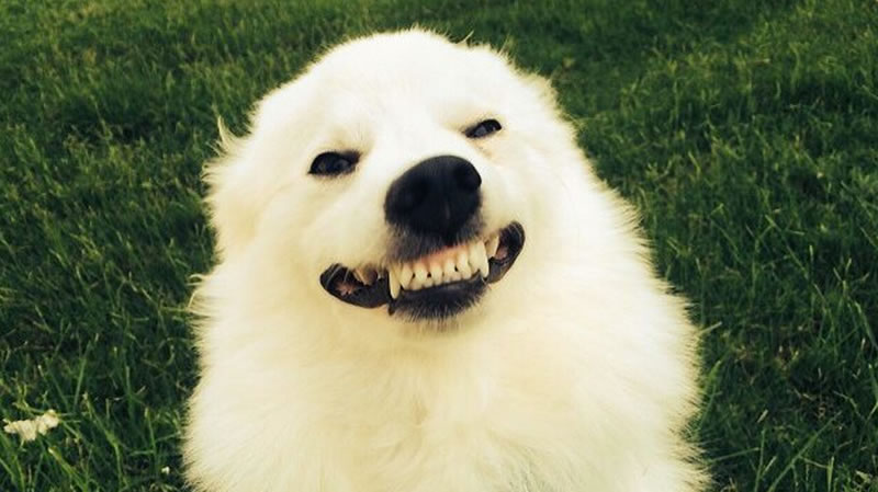 Perchè i cani sorridono? Sorridono perchè sono felici?