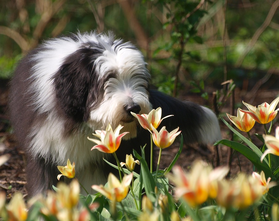 Bearded collie