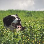 Perchè il cane mangia erba?