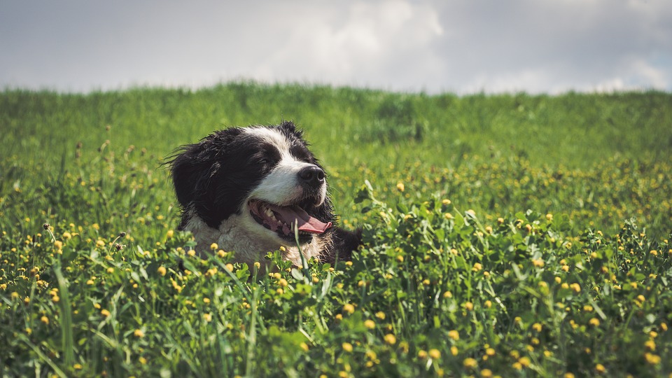 Perchè il cane mangia erba?