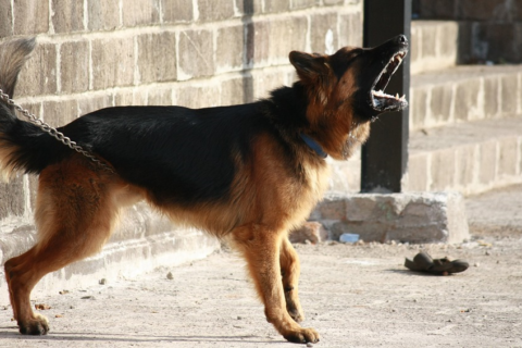 Cane da guardia