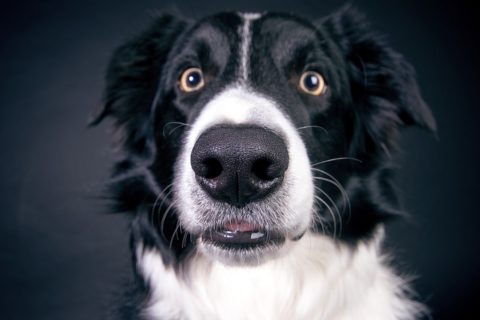 Border collie