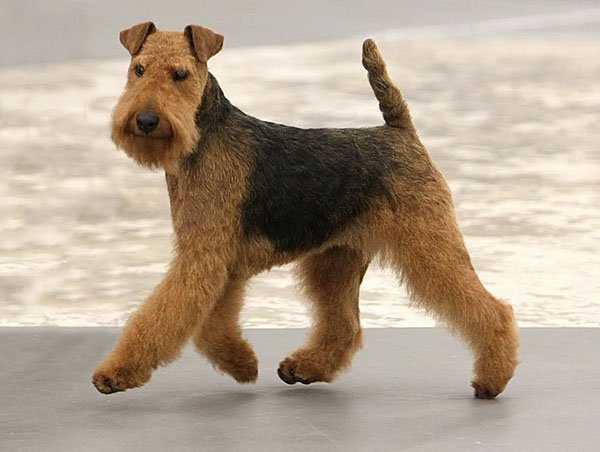 Welsh Terrier