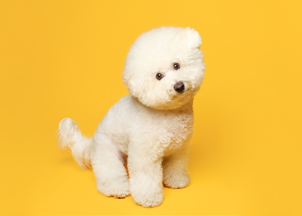 Bichon frise