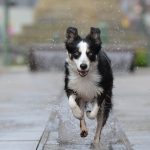 Border Collie, allevamento