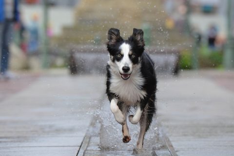 Border Collie, allevamento